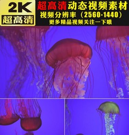 漂亮海水世界水母特写视频素材