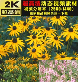 春天花海花朵盛开实拍视频素材