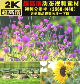 春天花朵盛开绿叶植物视频背景