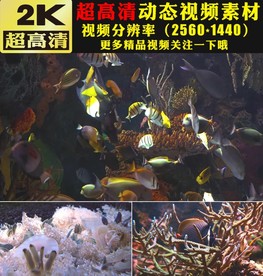 漂亮海洋海底世界LED视频素材