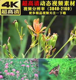 4K蝴蝶花朵春天大自然视频素材