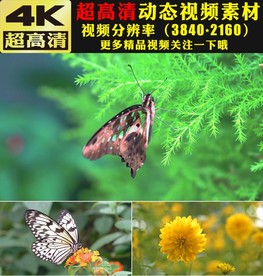 4K蝴蝶鲜花森林大自然景色视频
