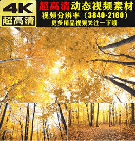 4K金色秋天美景枫叶枫树林视频