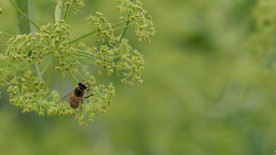 蜜蜂采蜜 春季鲜花盛开