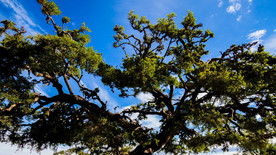 大草原上的巨大摩洛哥坚果树