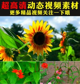 春天花朵盛开绿叶植物视频素材