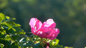 粉红色的花朵盛开