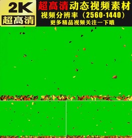 金色枫叶树叶飘落绿屏抠像视频