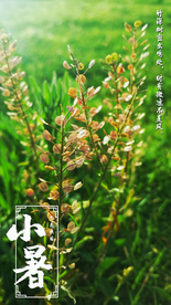 夏季植物小暑大属节气摄影海报