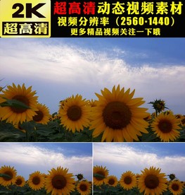 向日葵太阳花花海植物实拍视频