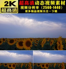 向日葵太阳花花海植物实拍视频