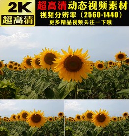 向日葵太阳花花海植物实拍视频