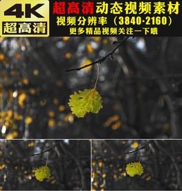 秋天金秋大树枫树林枫叶视频素材