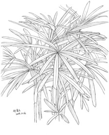 细细的小草一丛