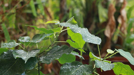 高清雨滴打在菩提树叶上视频