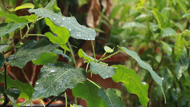 高清雨点打在菩提树叶上视频