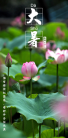 大暑夏季节气海报荷花摄影照片