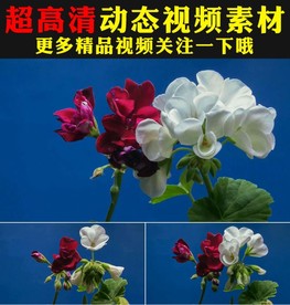 红色玫瑰花瓣鲜花盛开视频