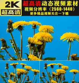 小清新金色菊花鲜花盛开特写视频