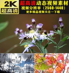 春天草地小草鲜花绽放实拍视频