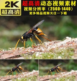 昆虫蜜蜂采蜜特写生态环境视频