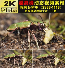 昆虫铁甲虫天牛甲壳虫视频实拍