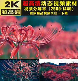 红色彼岸花开小清新大自然视频