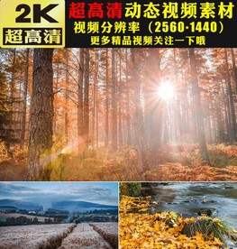 高山森林树木白云壮美大自然视频