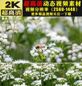 蜜蜂采蜜春季鲜花盛开视频