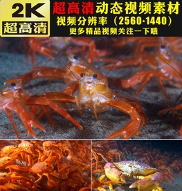 鲜活小龙虾海虾海底鱼群视频
