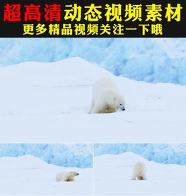 北极洲北极熊实拍视频
