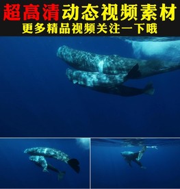 蓝色海底世界大鲸鱼游动视频
