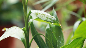 观音竹绿色植物视频