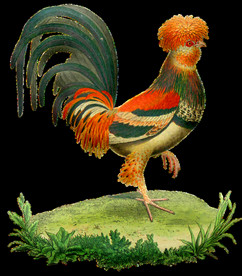 复古公鸡矢量图