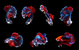 漂亮的皇冠鱼观赏鱼