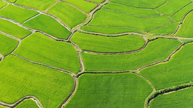 航拍夏季丰收农田稻谷