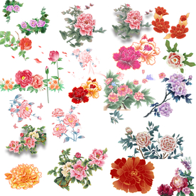 牡丹素材 牡丹花