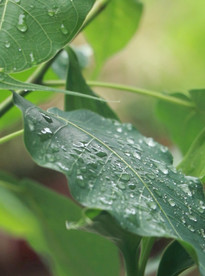 佛教智慧树菩提树