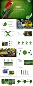 鸟类鹦鹉动态PPT模板