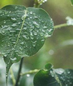 佛教智慧树菩提树