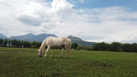 草场上吃草的白马，实拍草原马儿