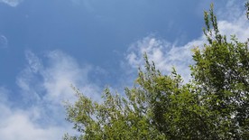 实拍蓝天天空，风吹树叶摇动