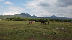 4K草原湿地草场众马吃草视频