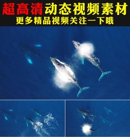 蓝色海底世界大鲸鱼群游动视频