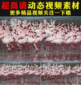 湖面火烈鸟白天鹅仙鹤丹顶鹤视频