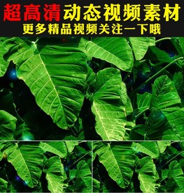 小清新绿色树叶星光点点嫩叶视频