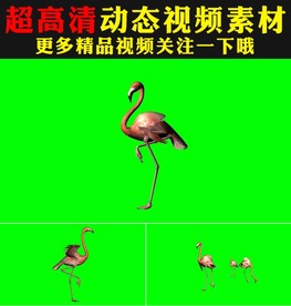 长腿仙鹤丹顶鹤天鹅绿屏视频