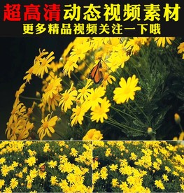 小清新蝴蝶飞舞鲜花盛开春天视频