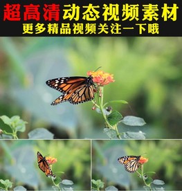 实拍蝴蝶采花粉鲜花盛开春天视频