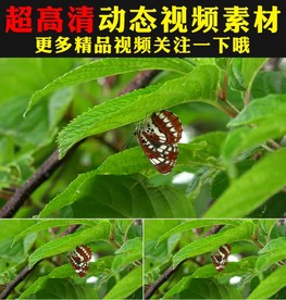 实拍蝴蝶采花粉鲜花盛开春天视频